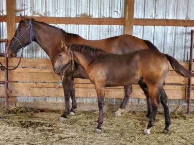 Top Gun Spruce JW <BR> AQHA 6096629